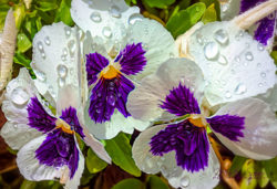 Pansies