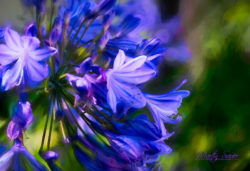 Brilliant Blue African Lily