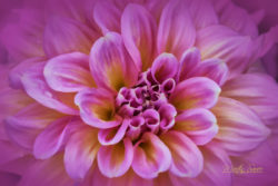 Digital art - purple mum