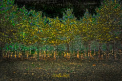 Digital art - stand of trees digitally enhanced