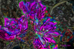 Digital art - pink enhanced rose