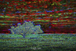 Digital art - single tree on the range