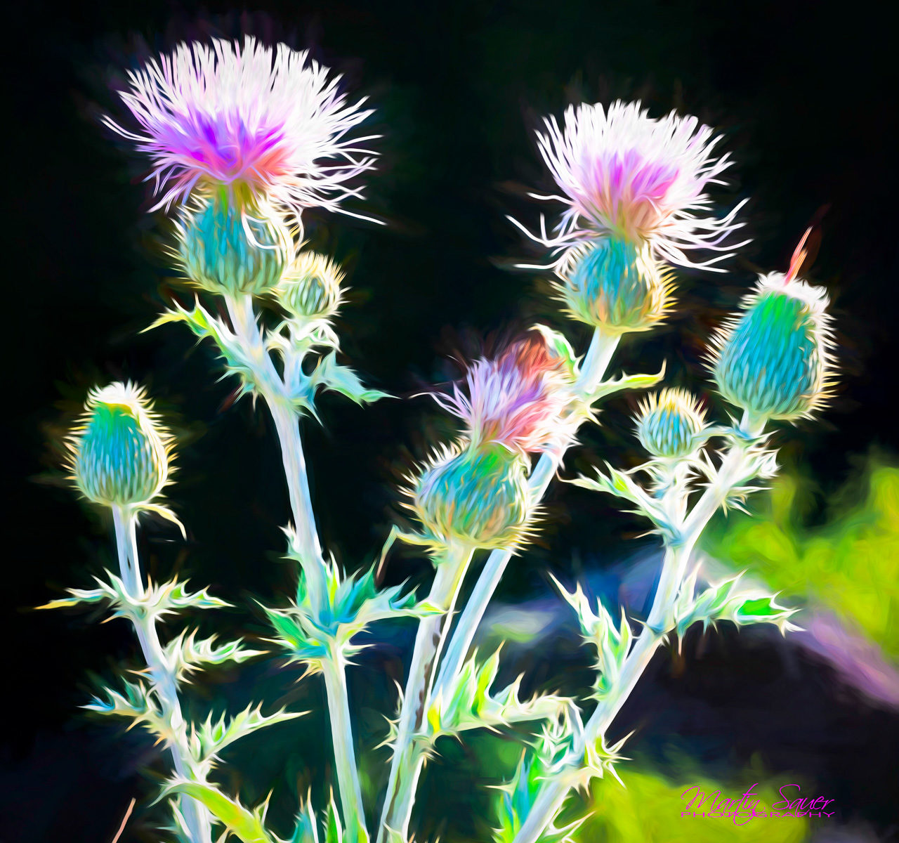 Thistle photo - ©Martin Sauer