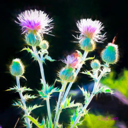 Thistle photo - ©Martin Sauer