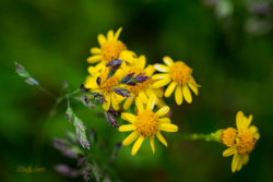 Insect on flowers - ©Martin Sauer