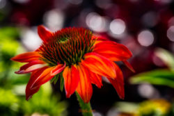 Coneflower - ©Martin Sauer