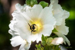 Bee on fFlower photo ©Martin Sauer