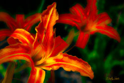 Daylily - ©Martin Sauer