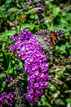 Butterfly Bush - ©Martin Sauer