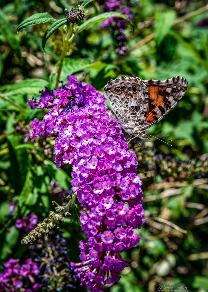 Butterfly Bush - ©Martin Sauer