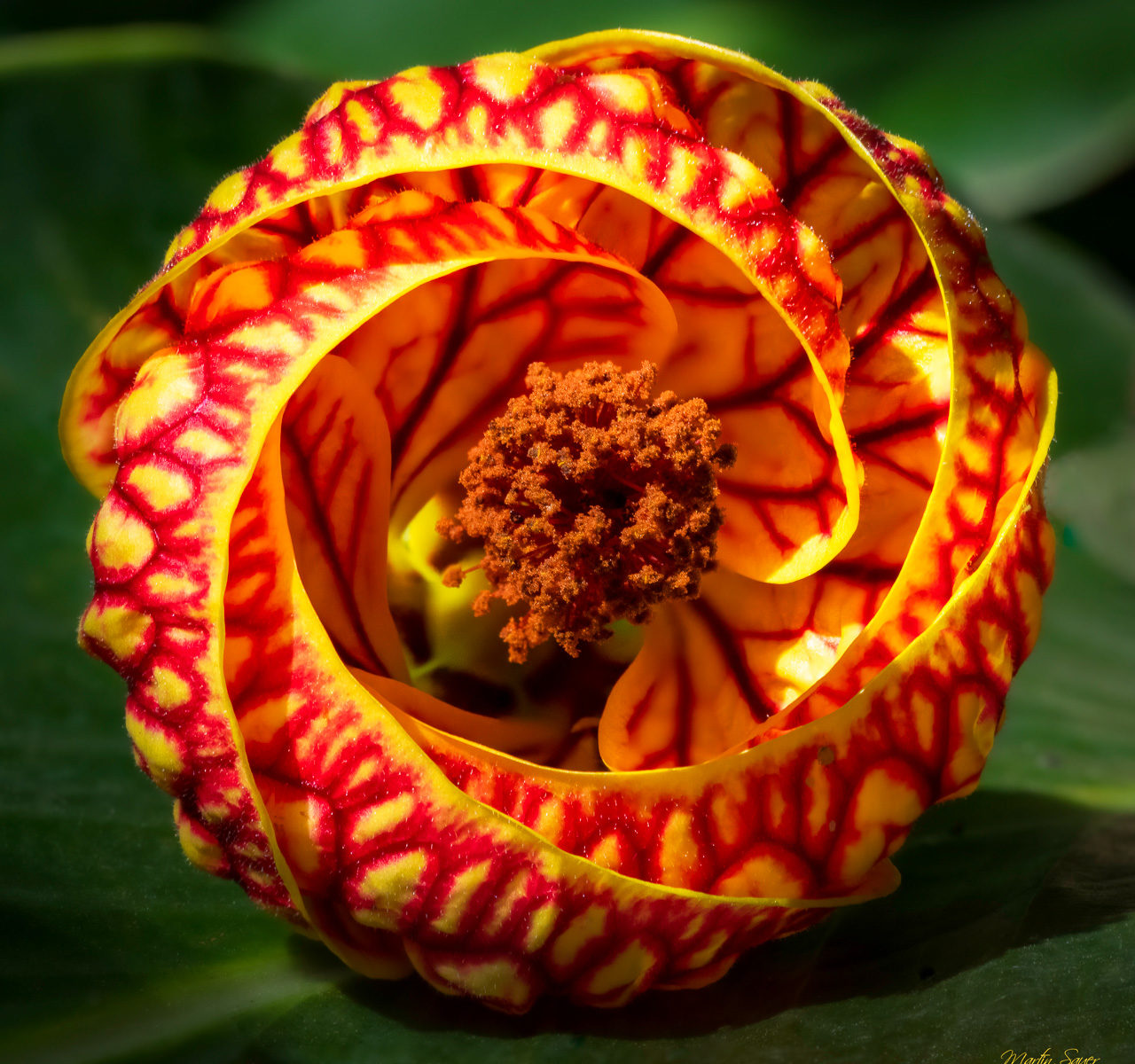 Chinese lantern flower - ©Martin Sauer