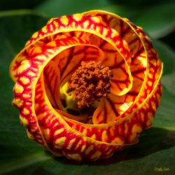 Chinese lantern flower - ©Martin Sauer