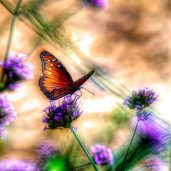 Monarch Zoom - ©Martin Sauer