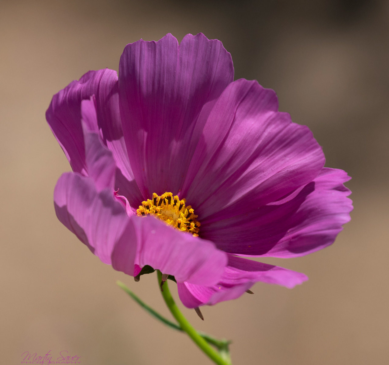 Purple Flower - ©Martin Sauer