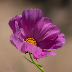 Purple Flower - ©Martin Sauer
