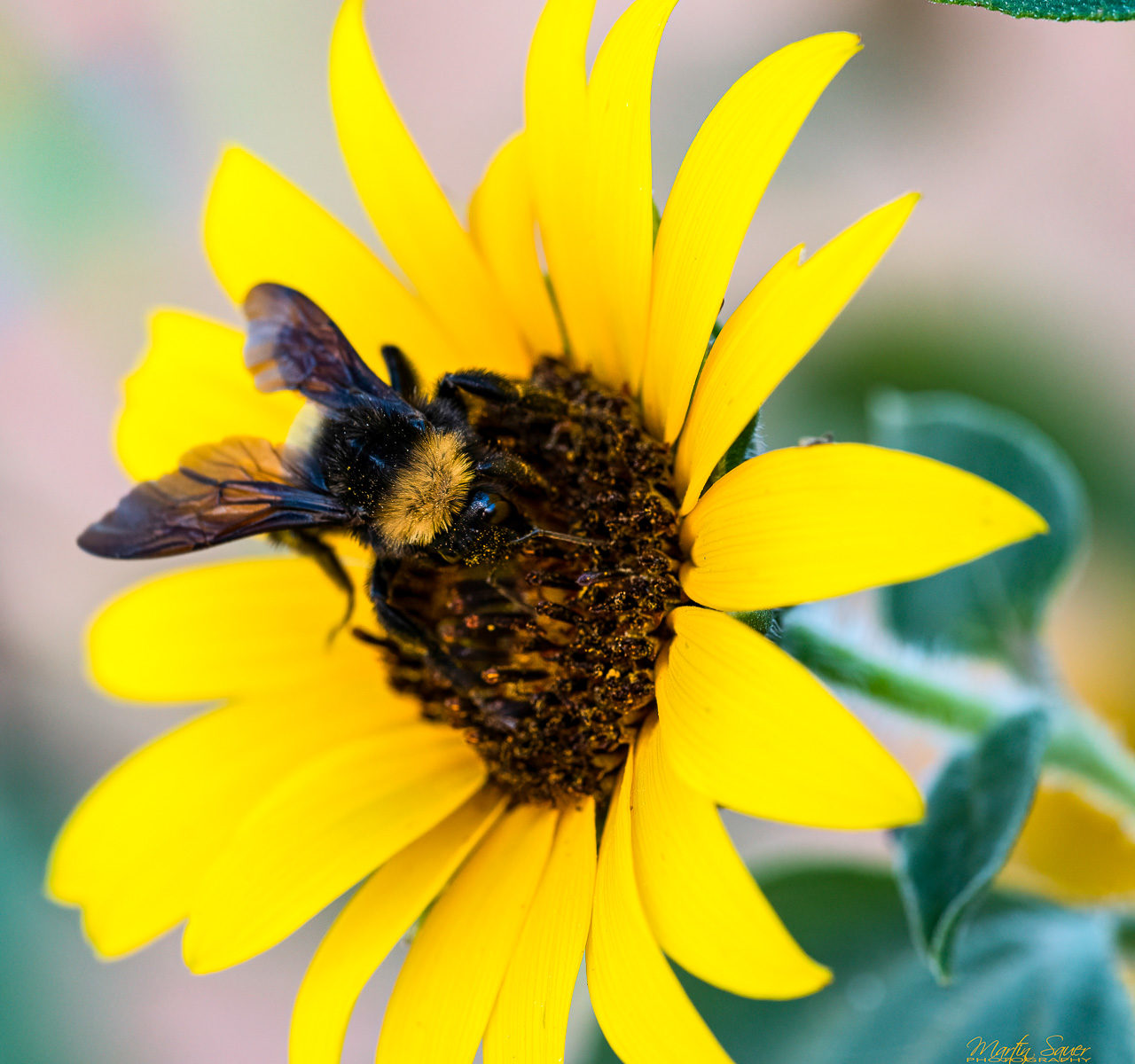 Bumblebee on flower - ©Martin Sauer