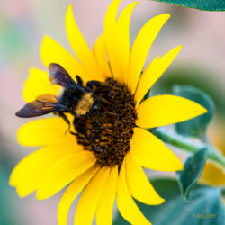Bumblebee on flower - ©Martin Sauer